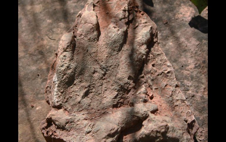 Confirman que cuatro huellas de dinosaurio fueron descubiertas en el ejido Esqueda en Sonora. AP / ARCHIVO