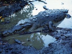 En las últimas semanas, lugareños habían avistado un cocodrilo de cinco metros en el lugar. EL INFORMADOR / ARCHIVO