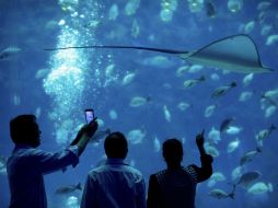 El enorme parque cuenta con un gran acuario, así como un centro comercial, juegos y salas de cine. AP / M. Schiefelbein