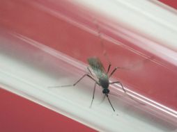 El actual brote de zika ha sido vinculado con microcefalia. Además se ha reportado que causa el síndrome paralizante de Guillain-Barre. AP / F. Dana