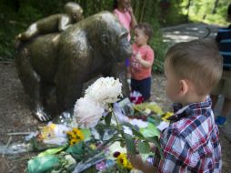 Harambe fue baleado por un equipo especializado de respuesta que temía por la seguridad del niño. AP / J. Minchillo