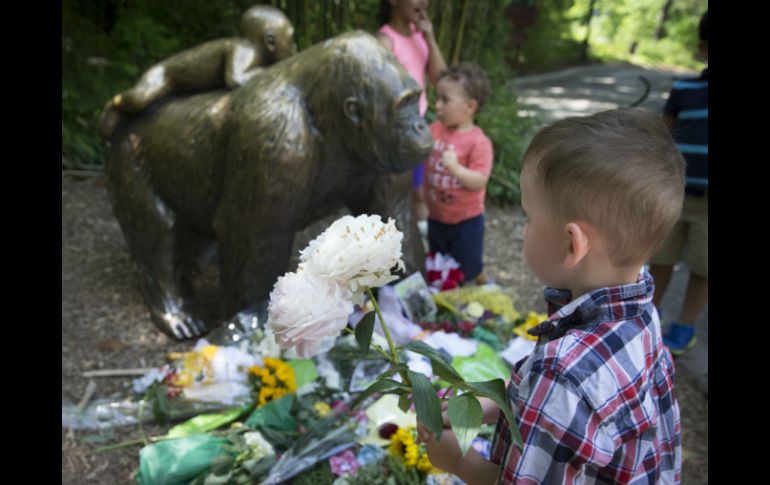 Harambe fue baleado por un equipo especializado de respuesta que temía por la seguridad del niño. AP / J. Minchillo