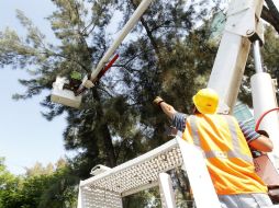 Las empresas encargadas de realizar este servicio son Parques y Jardines Urbanos S.A. de C.V. y Eco Center S.A. de C.V. EL INFORMADOR / ARCHIVO