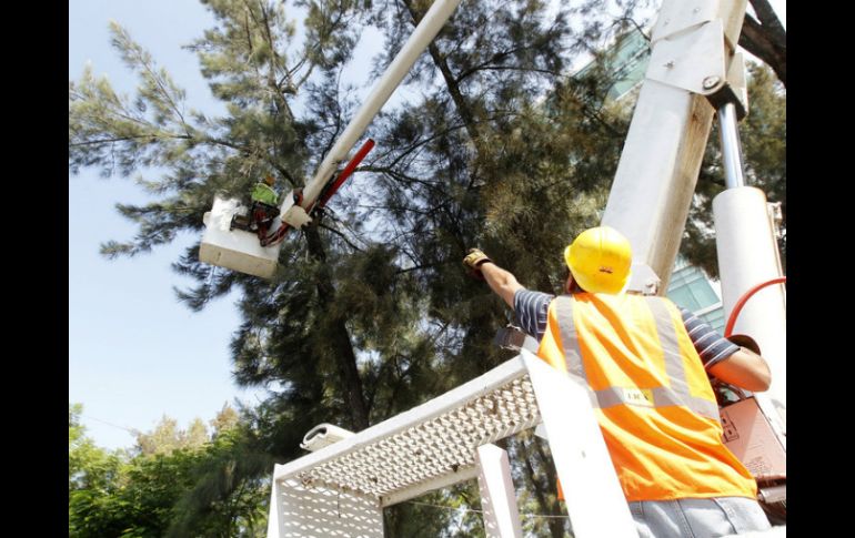 Las empresas encargadas de realizar este servicio son Parques y Jardines Urbanos S.A. de C.V. y Eco Center S.A. de C.V. EL INFORMADOR / ARCHIVO