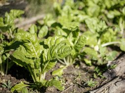 El empleo de fertilizantes orgánicos transportados a larga distancia aumenta el impacto en el medio ambiente. EL INFORMADOR / ARCHIVO