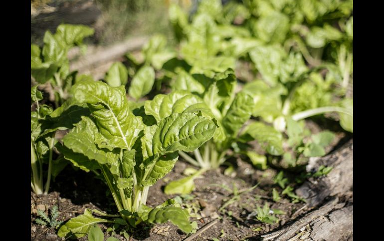 El empleo de fertilizantes orgánicos transportados a larga distancia aumenta el impacto en el medio ambiente. EL INFORMADOR / ARCHIVO