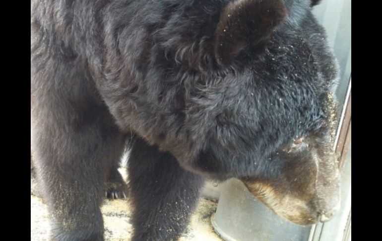 El oso participó de manera activa en un espectáculo con diversos actos durante casi ocho años. TWITTER / @PROFEPA_Mx