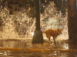 Uno de esos animales fue un perro captado por el fotógrafo, cuya imagen se volvió tendencia en redes sociales. SUN /