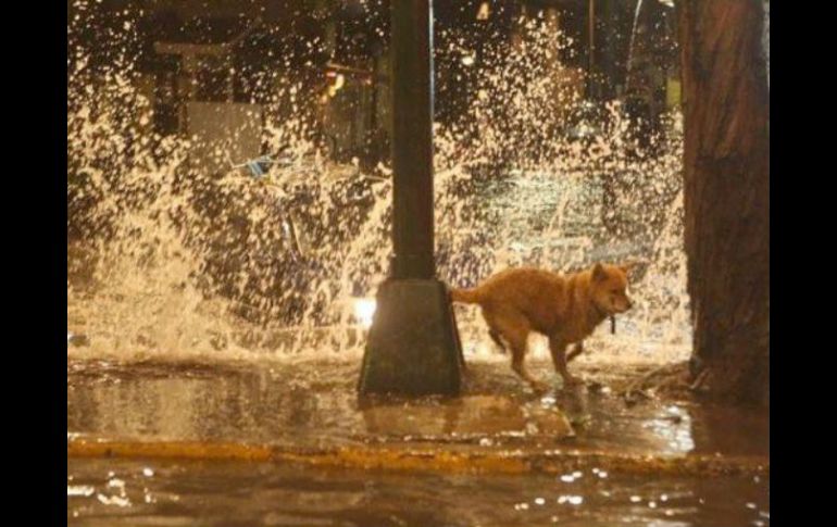 Uno de esos animales fue un perro captado por el fotógrafo, cuya imagen se volvió tendencia en redes sociales. SUN /