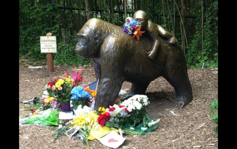 Un equipo especial tuvo que disparar y matar a Harambe, de 17 años, para rescatar al menor. EFE / ARCHIVO