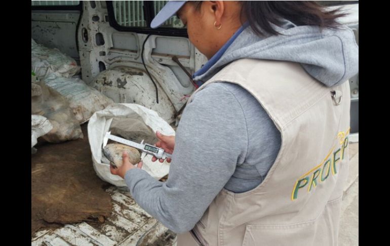 Se localizaron también 27 bolsas de plástico con 12 ejemplares desconchados de almeja cada una. TWITTER / @PROFEPA_Mx