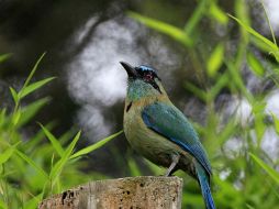 En el mundo reconocen 10 mil 404 especies de aves, de las cuales hay en México mil 107, y la mitad se encuentran en Jalisco. EFE / ARCHIVO