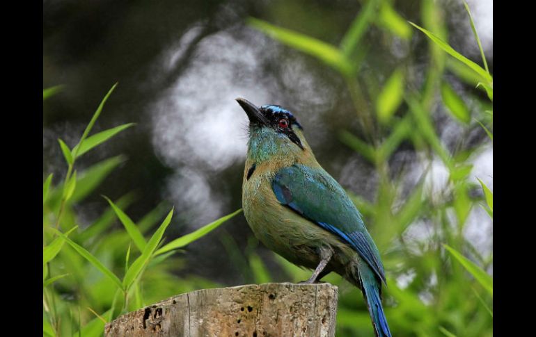 En el mundo reconocen 10 mil 404 especies de aves, de las cuales hay en México mil 107, y la mitad se encuentran en Jalisco. EFE / ARCHIVO