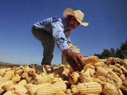 Actualmente se siembran 119 mil toneladas de maíz al año, por lo que se espera un incremento impresionante en el futuro. EL INFORMADOR / ARCHIVO