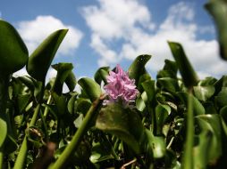 El Presidente indica que México es reconocido mundialmente para albergar una capital natural excepcional. EL INFORMADOR / ARCHIVO