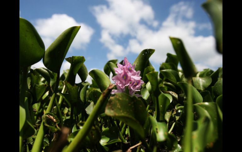 El Presidente indica que México es reconocido mundialmente para albergar una capital natural excepcional. EL INFORMADOR / ARCHIVO