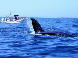 La investigación se realiza en la Bahía Magdalena, en Baja California Sur. EL INFORMADOR / ARCHIVO