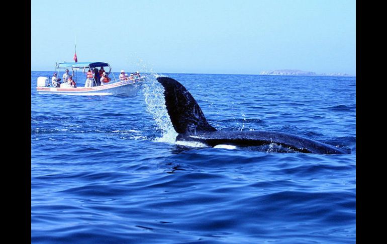 La investigación se realiza en la Bahía Magdalena, en Baja California Sur. EL INFORMADOR / ARCHIVO