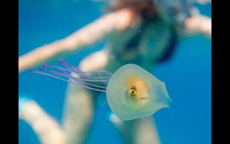 'Estaba atrapado ahí pero podía controlar el movimiento de la medusa', escribe el artista- INSTAGRAM / timsamuelphotography