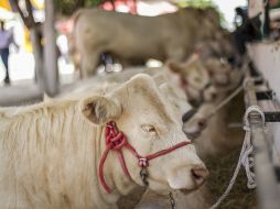 Se exportarán productos de bovino, lácteos y avícolas. EL INFORMADOR / ARCHIVO