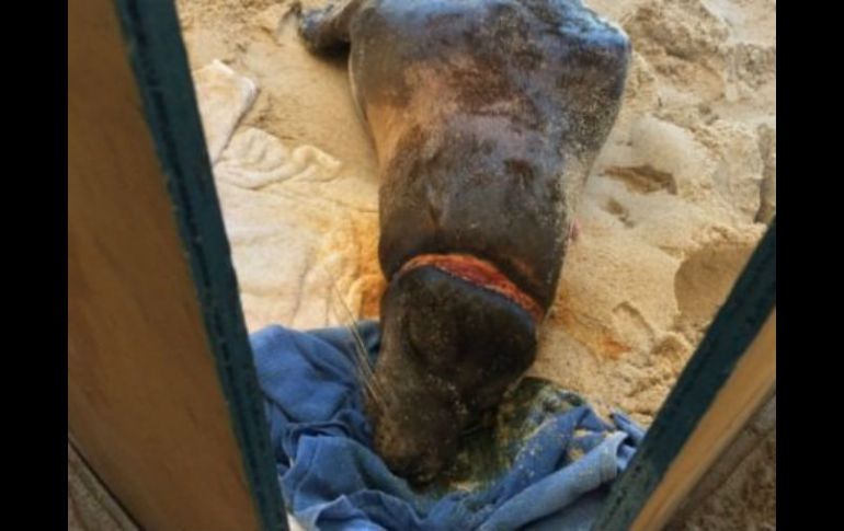 El Lobo marino de california (Zalophus californianus) se encuentra enlistada en la lista de animales con Protección Especial. TWITTER / @PROFEPA_Mx