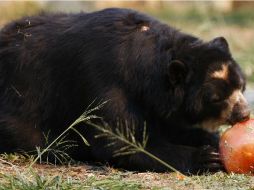 La mayor presencia de osos negros se debe a las migraciones de osos y oseznos en busca de alimentos. EFE / ARCHIVO