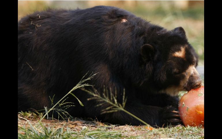 La mayor presencia de osos negros se debe a las migraciones de osos y oseznos en busca de alimentos. EFE / ARCHIVO