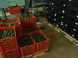 El aguacate se vende en 53.03 pesos por kilo en tiendas de autoservicios de la Ciudad de México. EL INFORMADOR / ARCHIVO