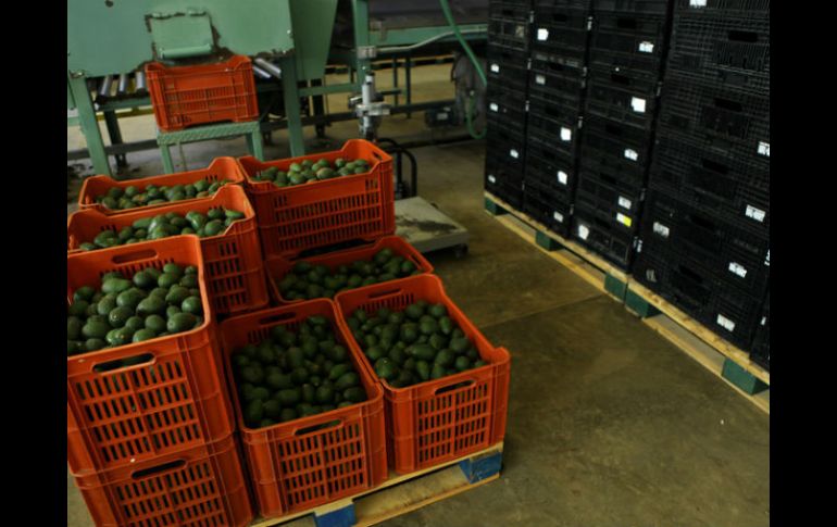 El aguacate se vende en 53.03 pesos por kilo en tiendas de autoservicios de la Ciudad de México. EL INFORMADOR / ARCHIVO