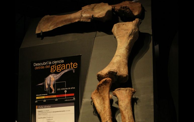 El museo de paleontología de la ciudad argentina de Trelew alberga una de las colecciones de fósiles más valiosas del mundo. EFE / A. Ortiz