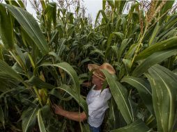 El campo mexicano brinda buenos dividendos, lo que lo ubica como uno de los rubros más importantes en la economía nacional. EL INFORMADOR / ARCHIVO