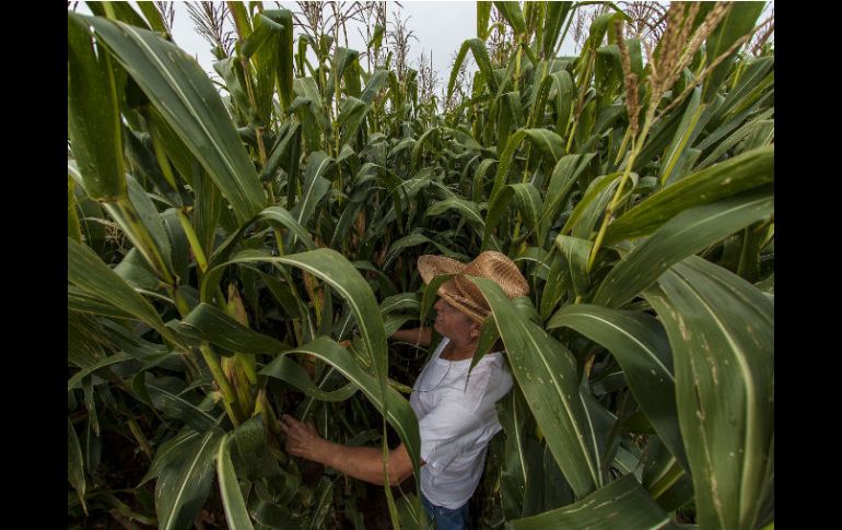 El campo mexicano brinda buenos dividendos, lo que lo ubica como uno de los rubros más importantes en la economía nacional. EL INFORMADOR / ARCHIVO