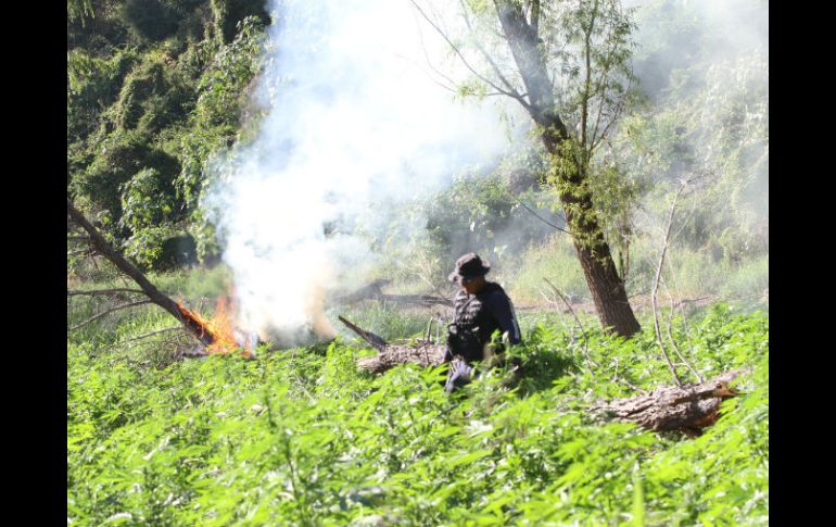 El predio fue localizado el sábado en el Ejido Los Llanos de las Velas. EL INFORMADOR / ARCHIVO