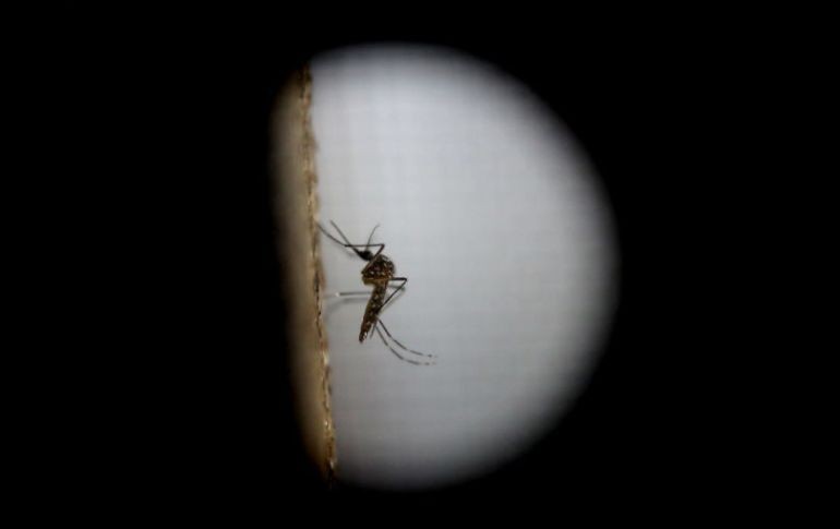 La Secretaría de Salud recuerda que la infección por el virus del zika es causada por la picadura de mosquitos Aedes Aegypti. EFE / ARCHIVO