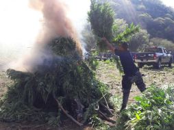 Las plantas de mariguana tenían una altura de entre 50 centímetros y 1.80 metros. TWITTER / @FiscaliaJal