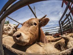 La fortaleza de la industria jalisciense se refleja en la diversificación y calidad de sus productos pecuarios y agrícolas. EL INFORMADOR / ARCHIVO