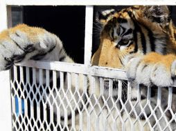 El tigre de bengala se encuentra albergado en el Zoológico Wamerú en Querétaro. EFE / ARCHIVO