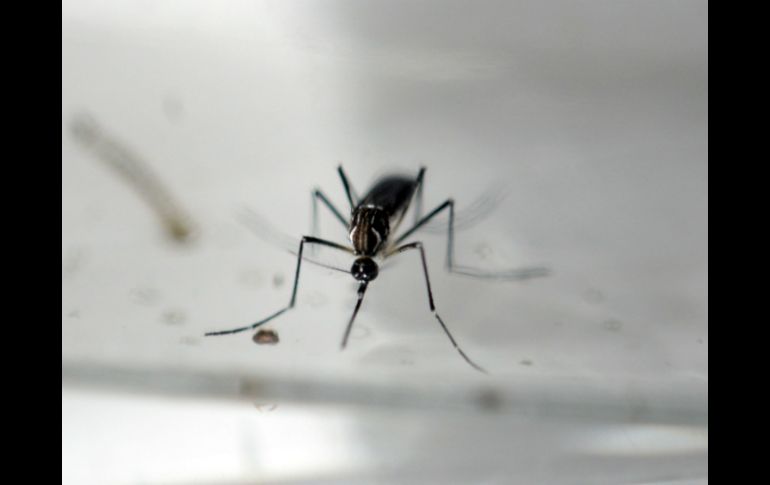 La existencia de muchos elementos comunes entre el dengue y el zika ayudo a la investigación. AFP / ARCHIVO