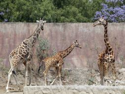 Mil 500 animales habitan el zoológico argentino, los cuales serán reubicados. SUN / A. Ojeda