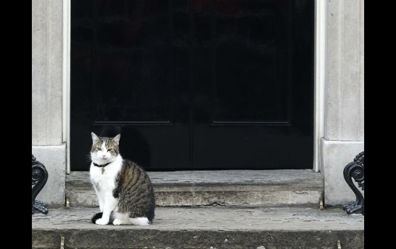 Larry, el gato de Downing Street, permanece en la entrada del número 10. EFE / F. Arrizabalaga