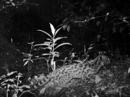 Tecnología. El jaguar fue avistado gracias a cámaras infrarojas que detectan los movimientos de la fauna. ESPECIAL /