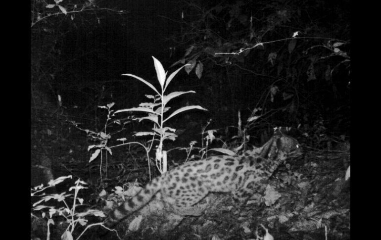 Tecnología. El jaguar fue avistado gracias a cámaras infrarojas que detectan los movimientos de la fauna. ESPECIAL /