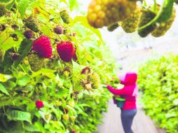 Temporada. Las berries comienzan a ser sembradas durante el invierno y los primeros frutos aparecen en marzo. EL INFORMADOR / P. Franco