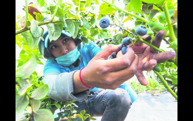 Mucho trabajo. Los mil 600 productores llegan a emplear hasta 35 mil personas durante las cosechas. EL INFORMADOR / P. Franco