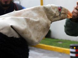 Las crías serán reintroducidos a la vida silvestre para reforzar a la población de cerca de 500 ejemplares en el mundo. NTX / F. García