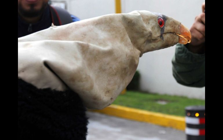 Las crías serán reintroducidos a la vida silvestre para reforzar a la población de cerca de 500 ejemplares en el mundo. NTX / F. García