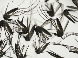 La picadura der mosquitos infectados suele generar sarpullido, fiebre, conjuntivitis y dolores musculares. AP / ARCHIVO