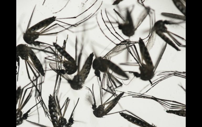 La picadura der mosquitos infectados suele generar sarpullido, fiebre, conjuntivitis y dolores musculares. AP / ARCHIVO