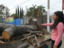 La autoridad no atendió los reportes sobre del árbol ubicado frente a la escuela Serart. La semana pasada cayó tras una fuerte lluvia. EL INFORMADOR / R. Tamayo