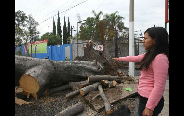 La autoridad no atendió los reportes sobre del árbol ubicado frente a la escuela Serart. La semana pasada cayó tras una fuerte lluvia. EL INFORMADOR / R. Tamayo